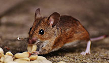 24 Hour & Emergency Exterminators in Atwater, OH